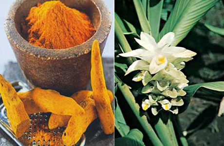 Banyan Botanicals' Turmeric Powder and Tablets