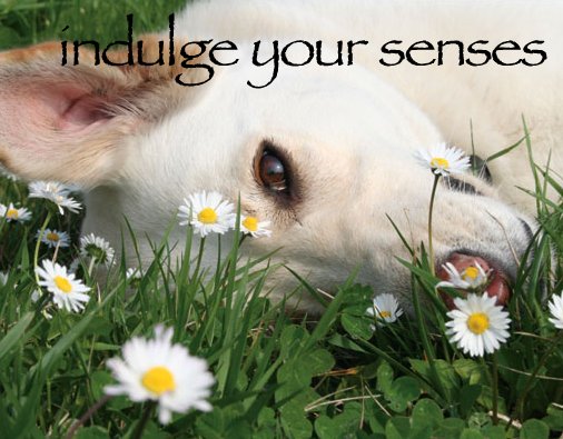Dogs Lower Eye Pressure