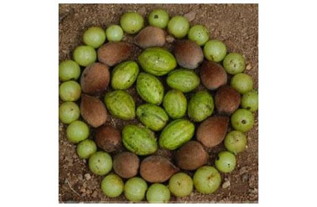 Banyan Botanicals' Triphala Powder and Tablets
